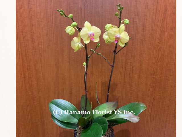 ORCH604 SALE! - 2 plants Medium Yellow Orchids in a pot
